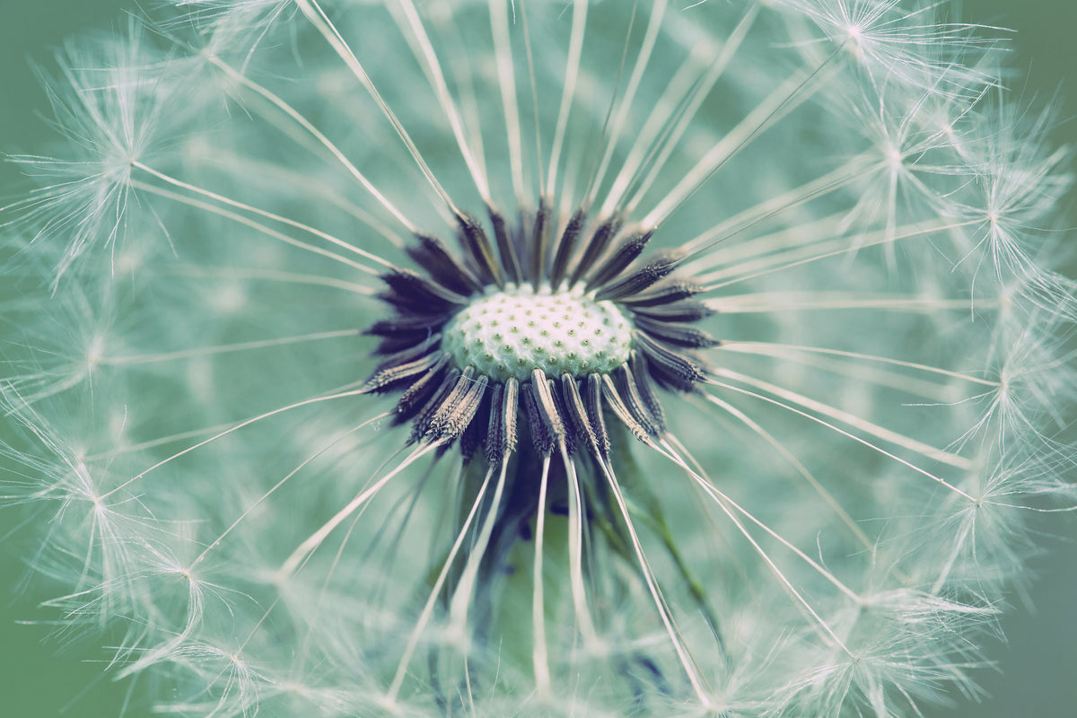 modern-3-piece-acrylic-print-close-up-dandelion