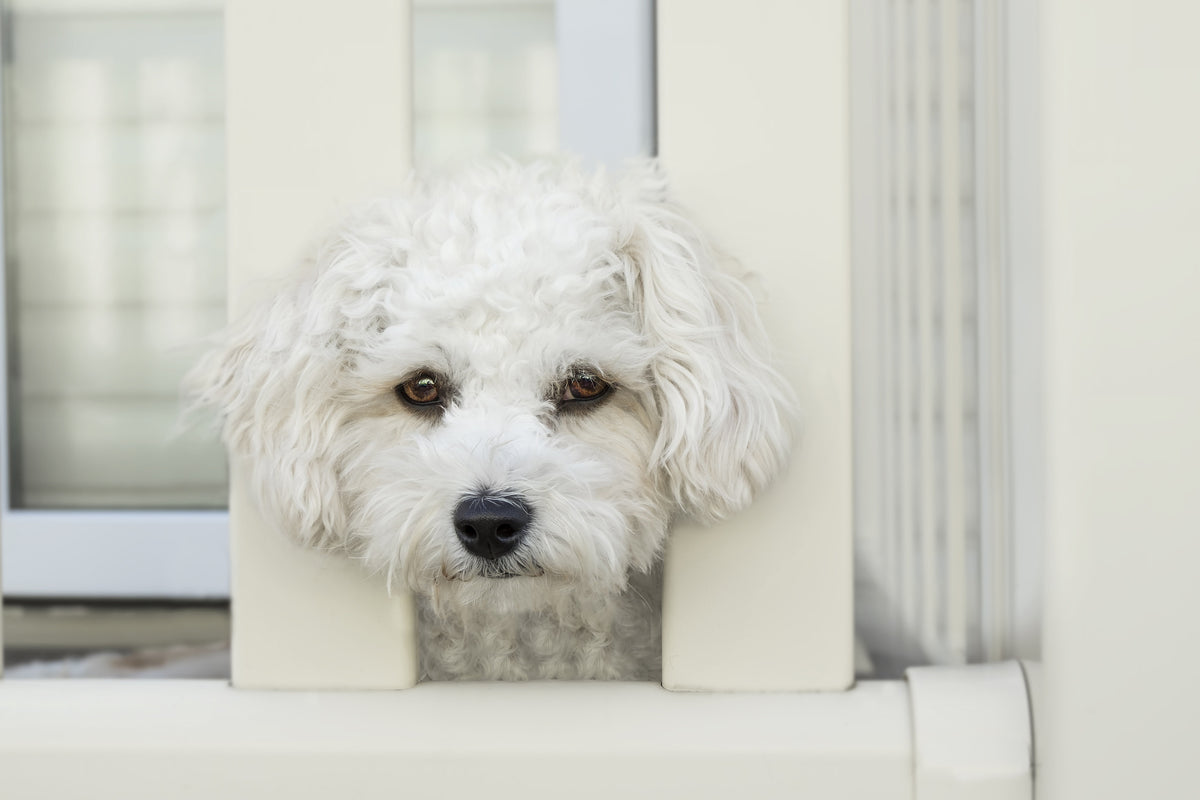 3-piece-canvas-print-a-dog-girl-to-fall-in-love