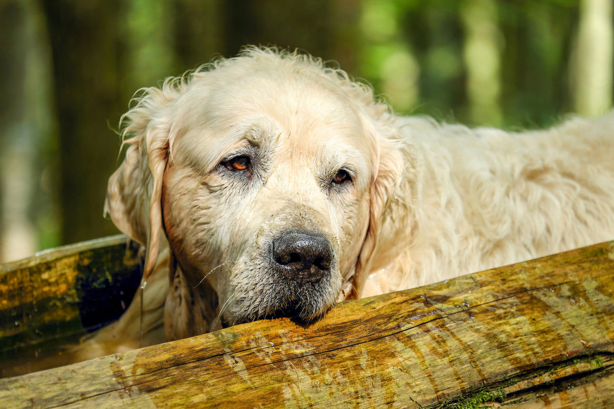 3-piece-canvas-print-golden-retriever-in-nature