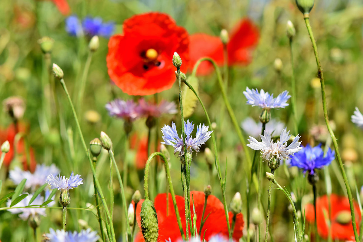 framedcanvas-print-the-wild-poppy-xl