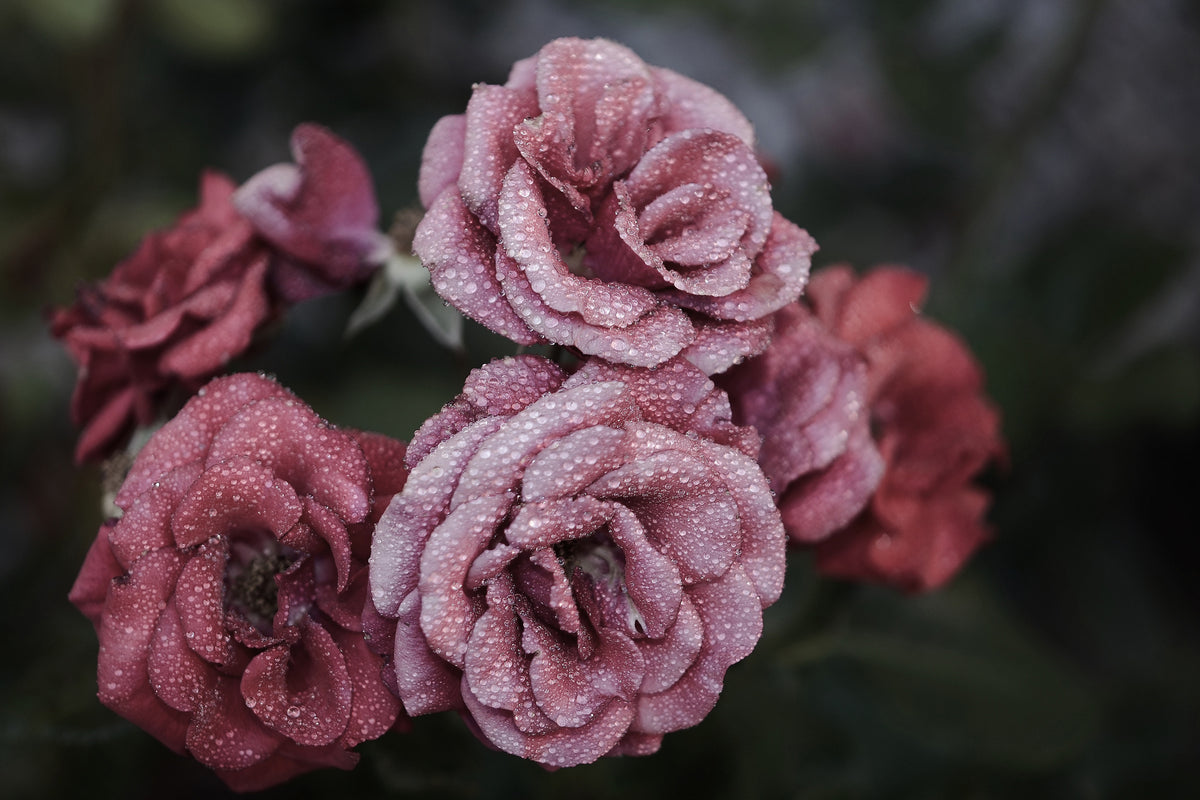 framedcanvas-print-romantic-roses