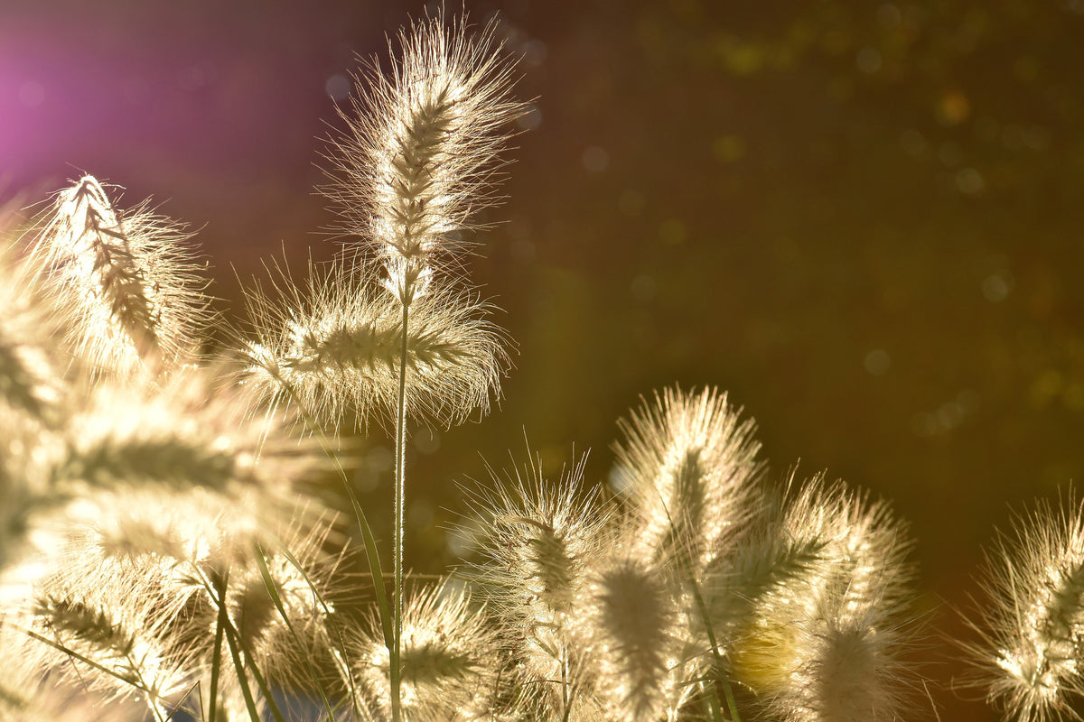 3-piece-canvas-print-the-ornamental-grass