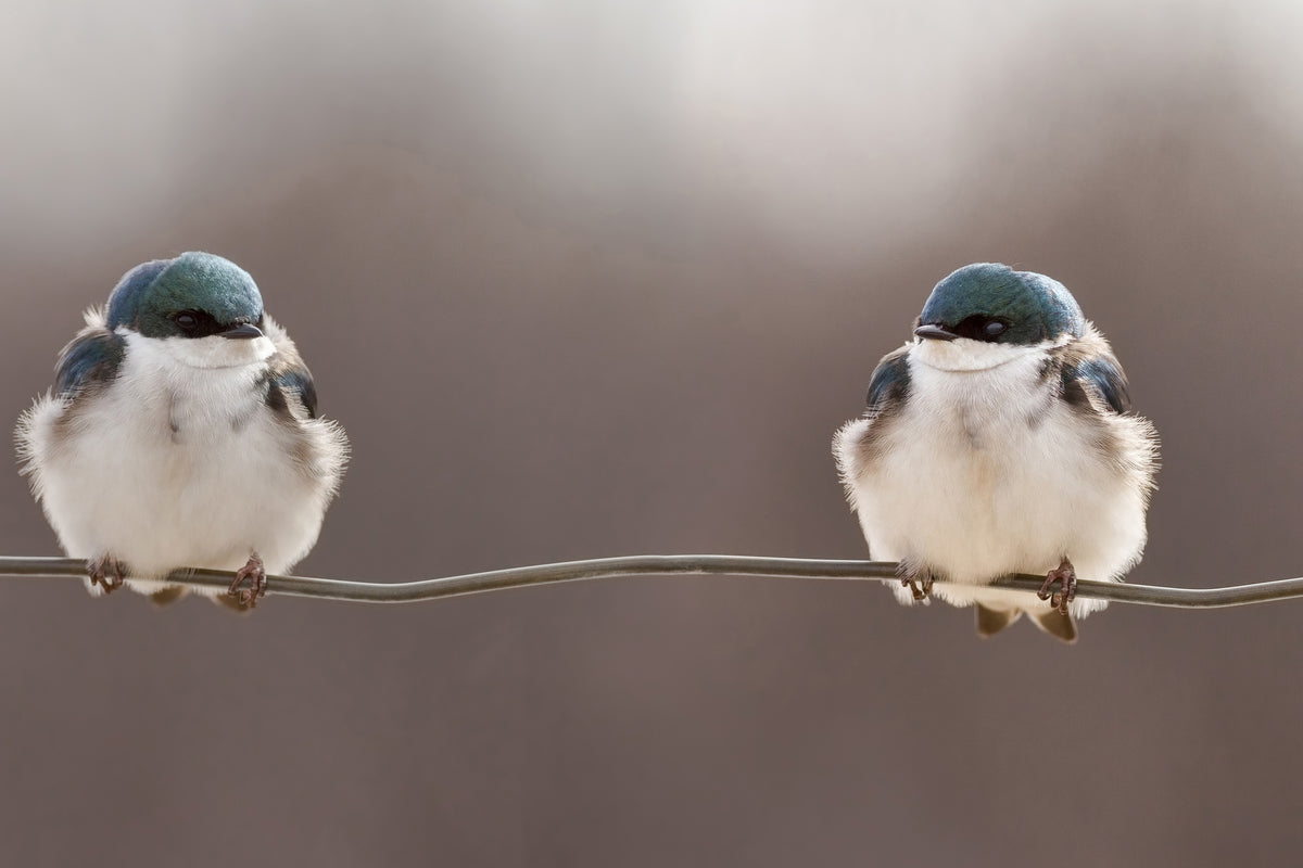 acrylic-print-birds-on-a-wire-x