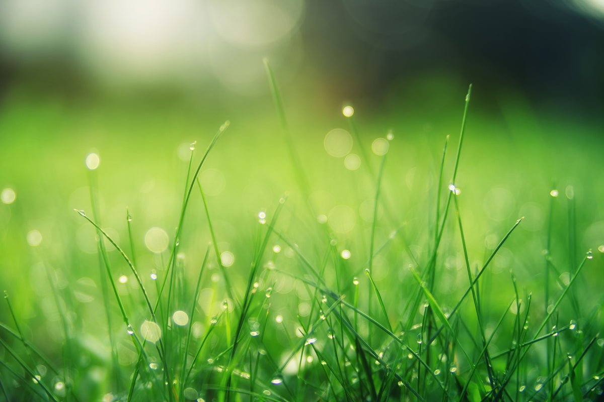modern-3-piece-canvas-print-meadow-with-morning-dew