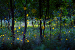 acrylic-print-magic-fireflies-x