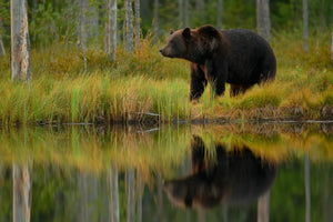 aluminium-print-bear-and-fish-x