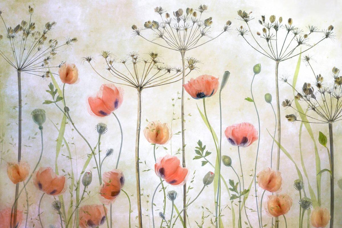 framedposter-print-poppy-meadow-x