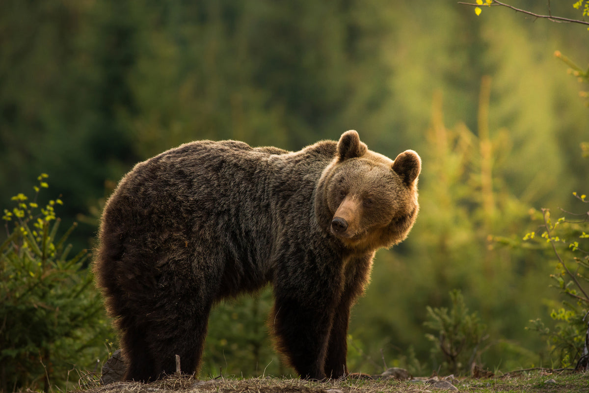 framedposter-print-backlit-bear-x
