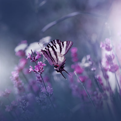 poster-print-lavender-queen-x