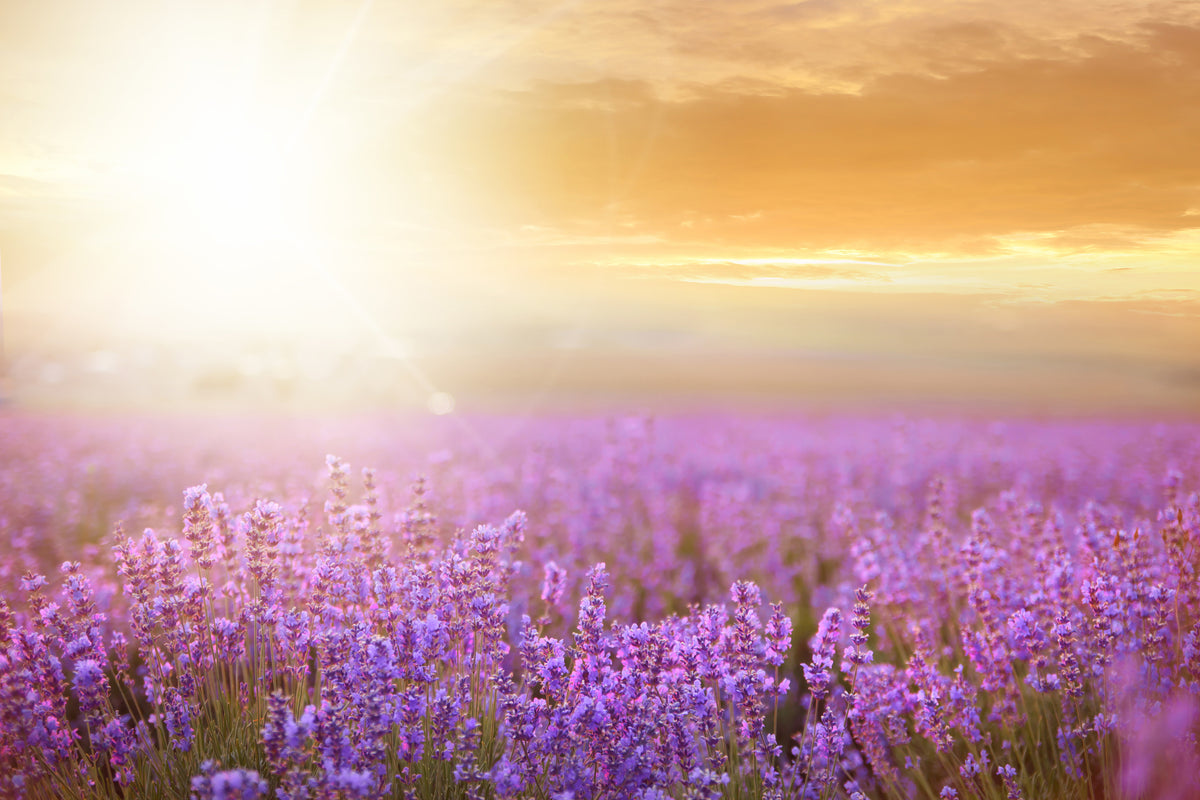 framedposter-print-sunset-in-lavender-field