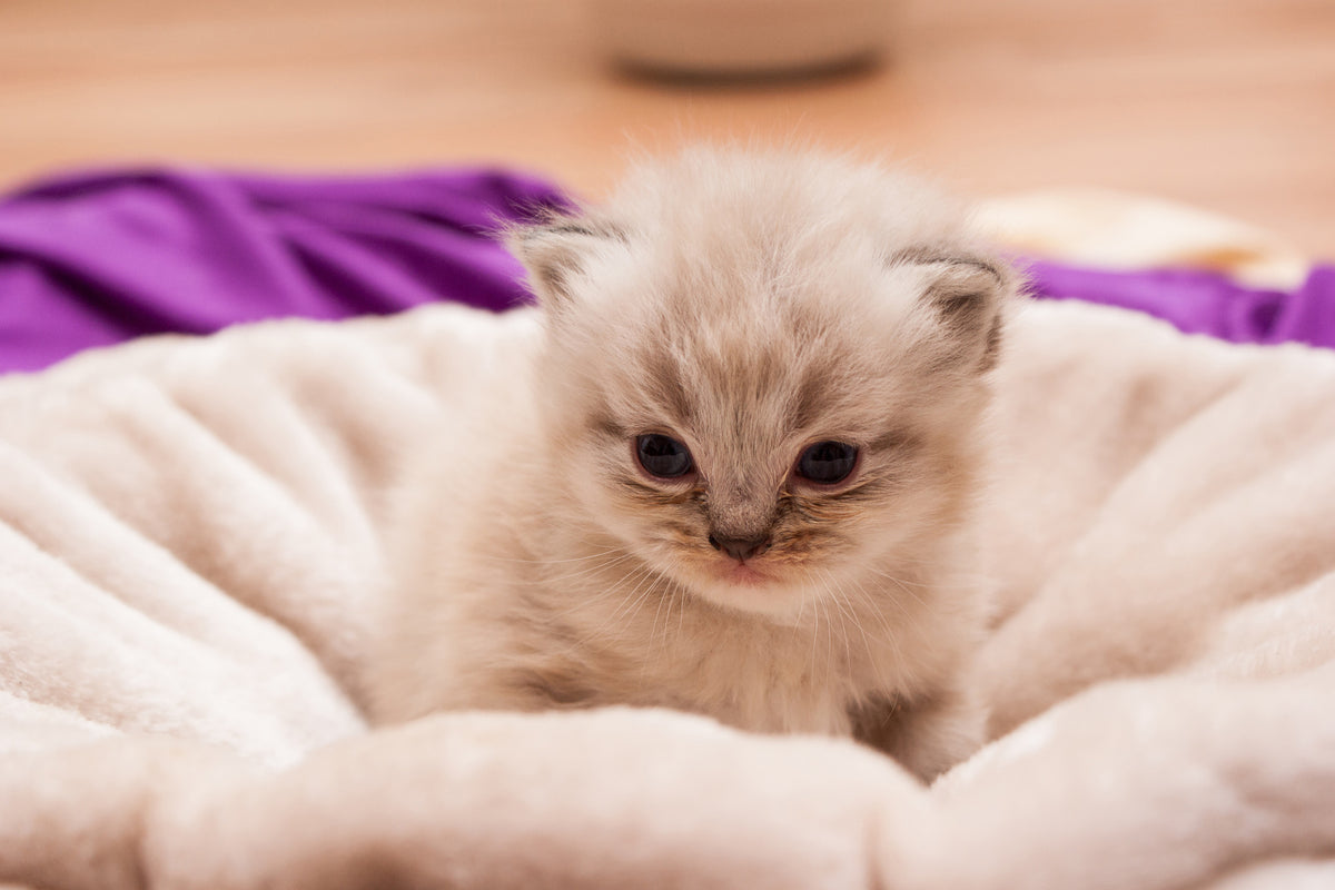 aluminium-print-kitten-to-fall-in-love