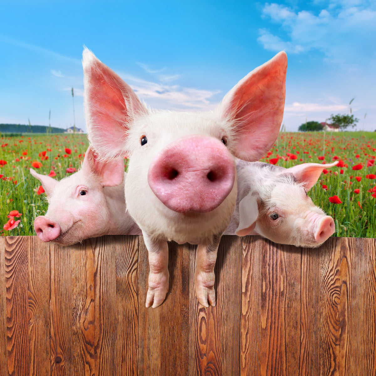 acrylic-print-pig-in-luck