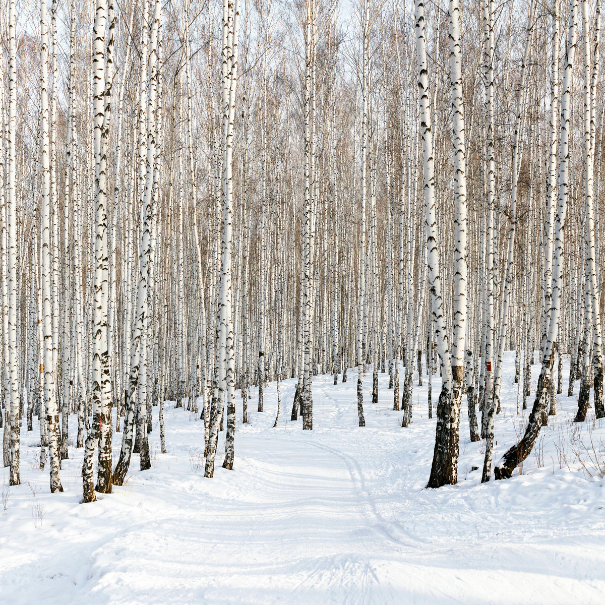 canvas-print-birch-forest-tracks-in-snow