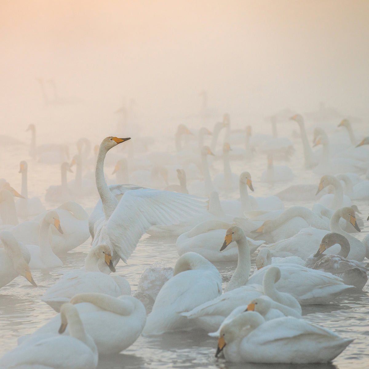 aluminium-print-song-of-the-morning-light