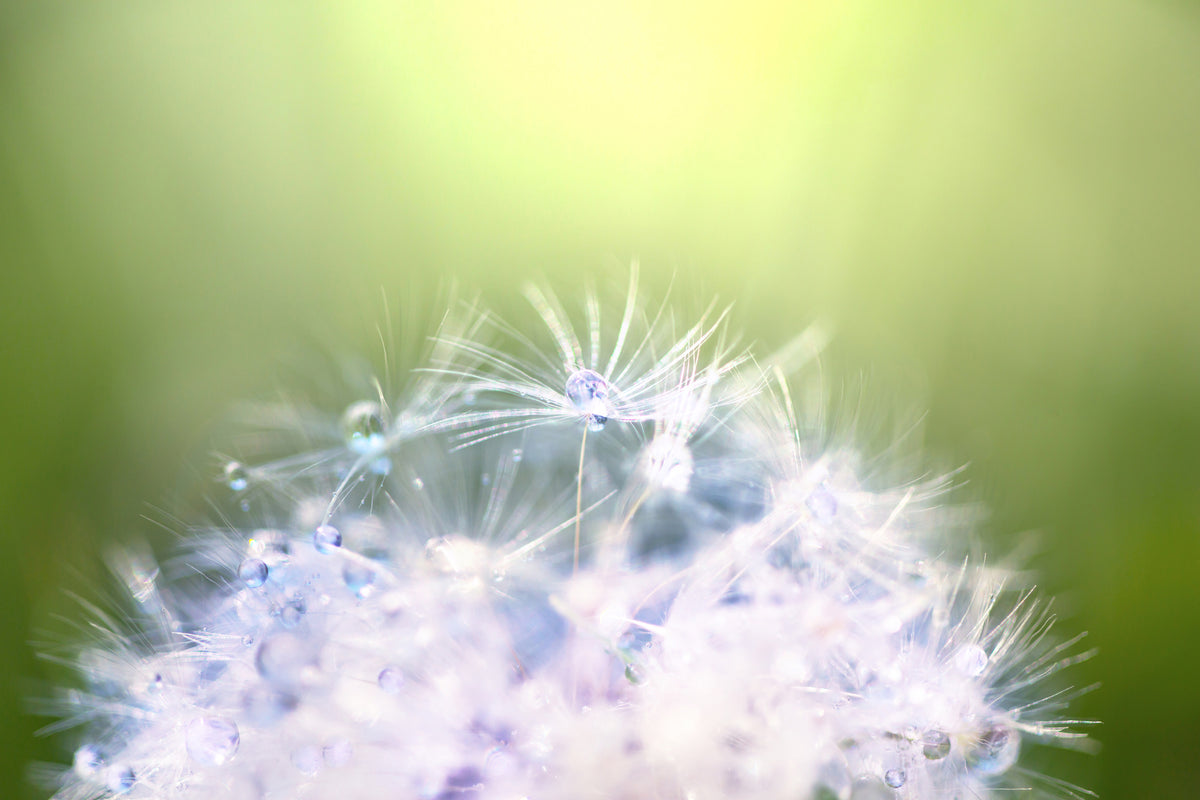 poster-print-dandelion-xl-in-morning-dew