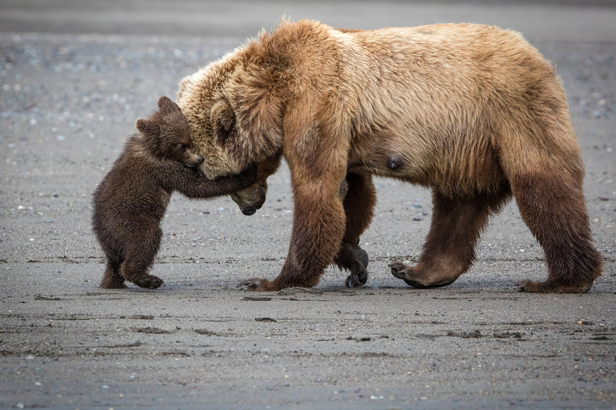 canvas-print-a-little-bear-hug