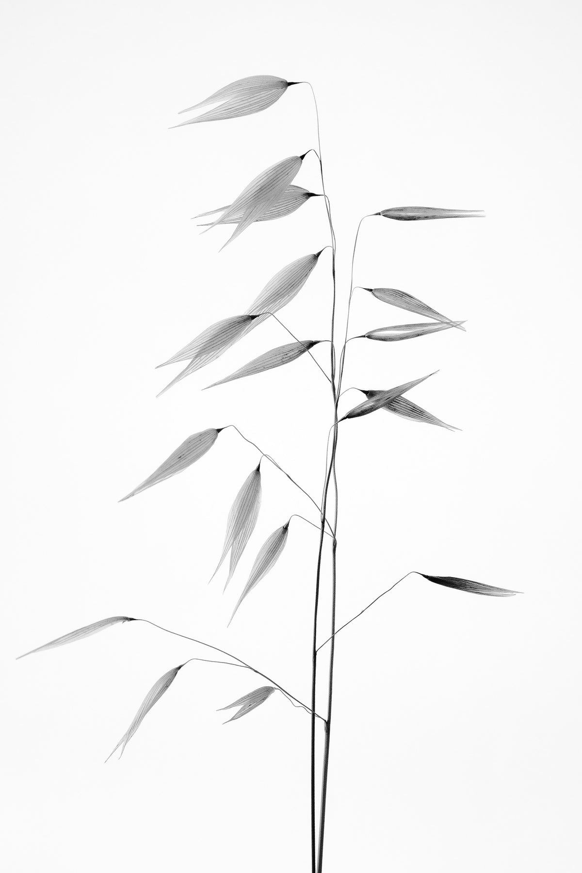 acrylic-print-sharpness-of-the-nature-x