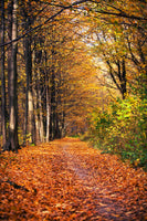 poster-print-deciduous-forest-in-autumn-light
