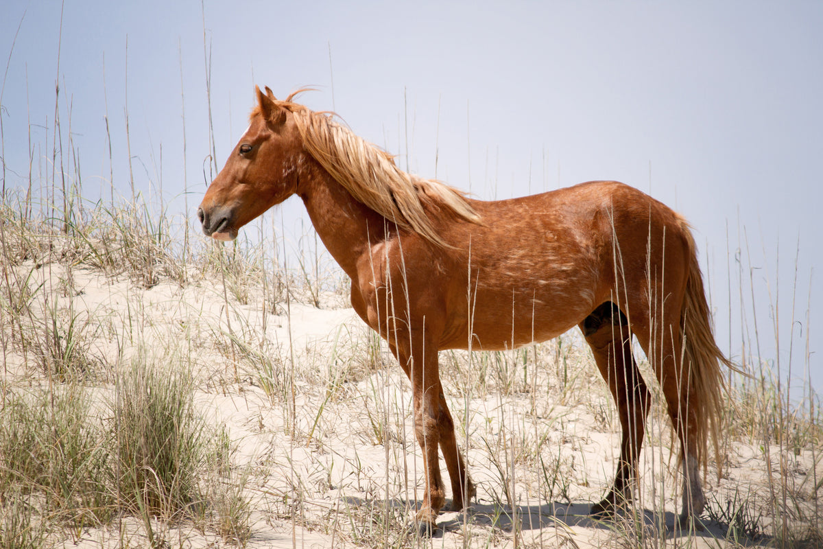 3-piece-aluminium-print-wild-spanish-mustang