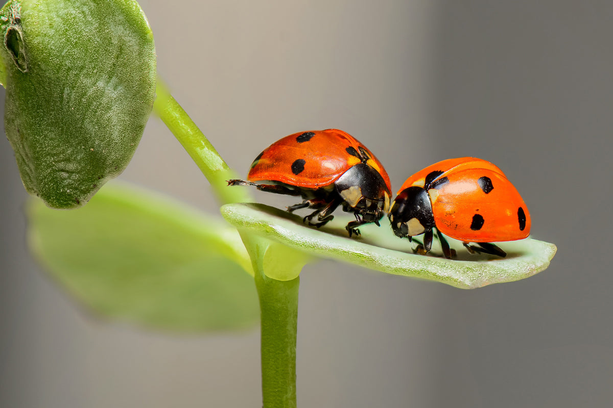 aluminium-print-2-ladybirds