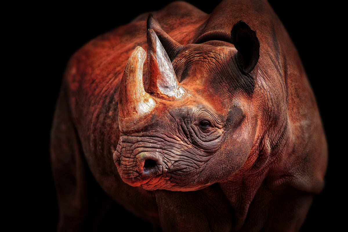 framedcanvas-print-rhino-posing-x