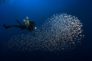 aluminium-print-alvin-shoal