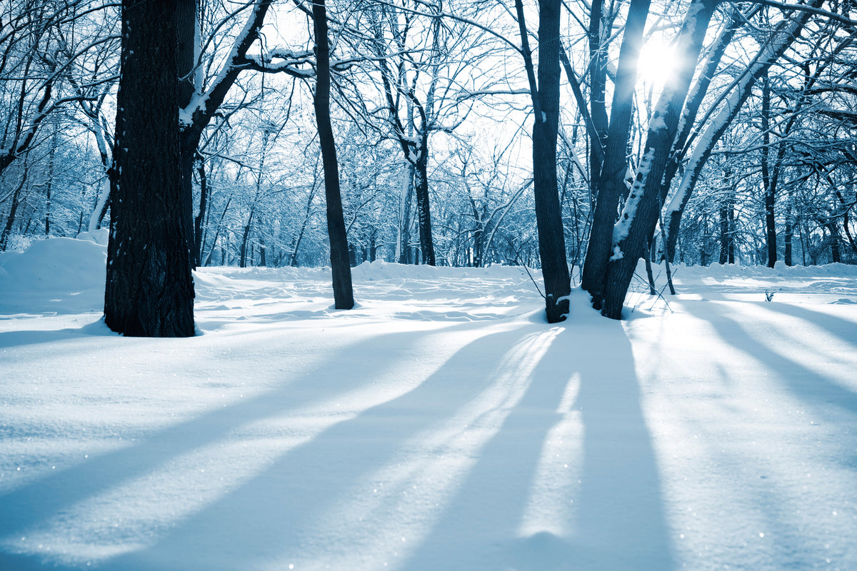 modern-3-piece-acrylic-print-the-forest-without-tracks-in-the-snow
