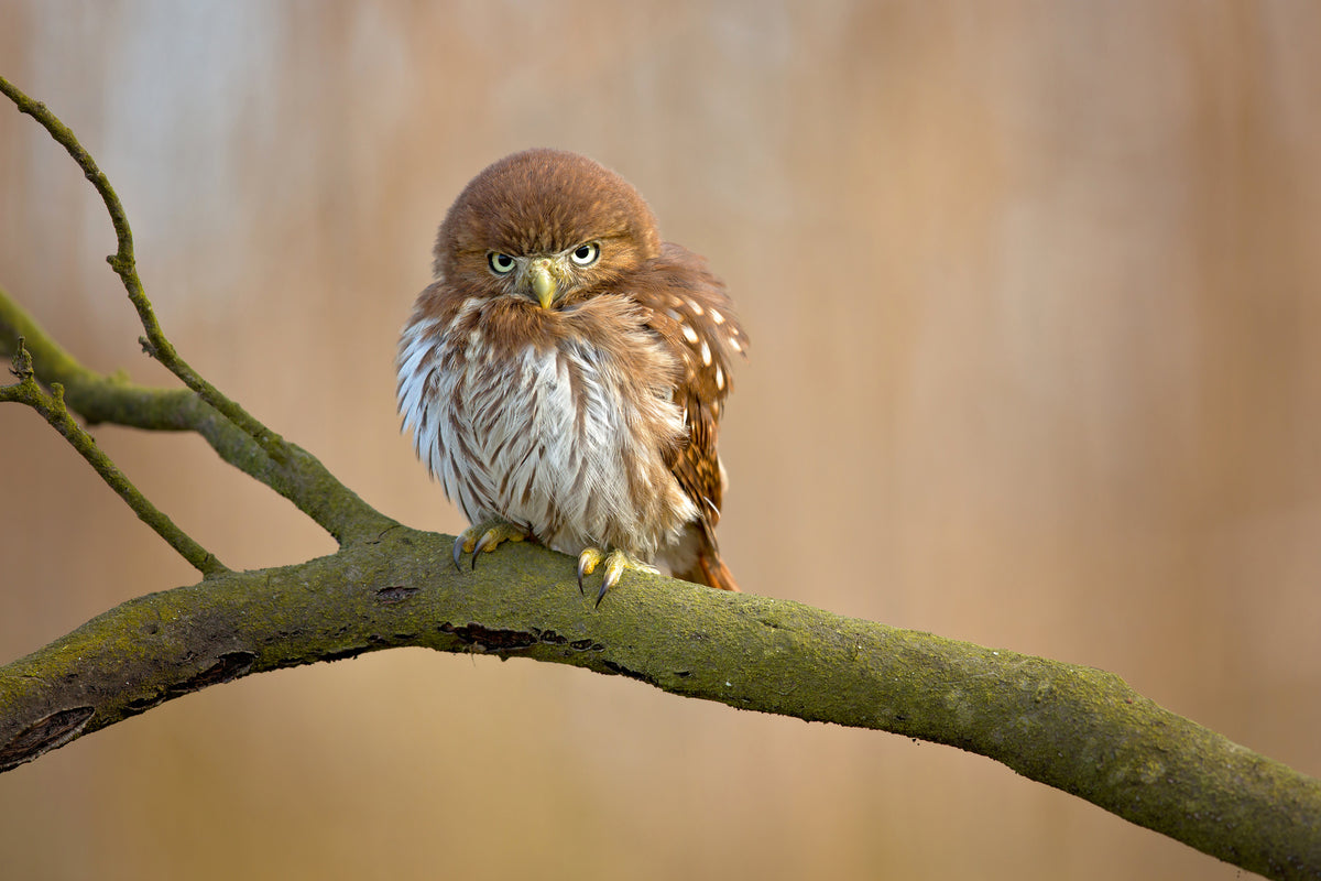 framedposter-print-ferruginous-pygmy-owl-x