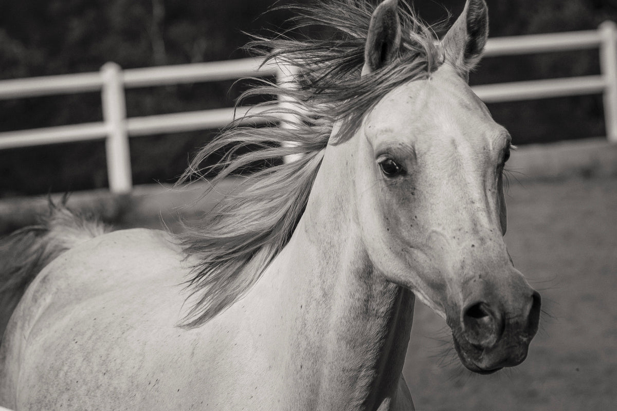 3-piece-acrylic-print-there-is-a-horse