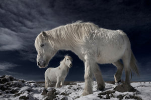 framedposter-print-partners-x