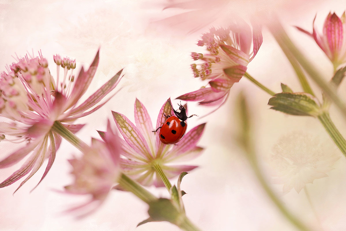 framedcanvas-print-ladybird-and-pink-flowers-x