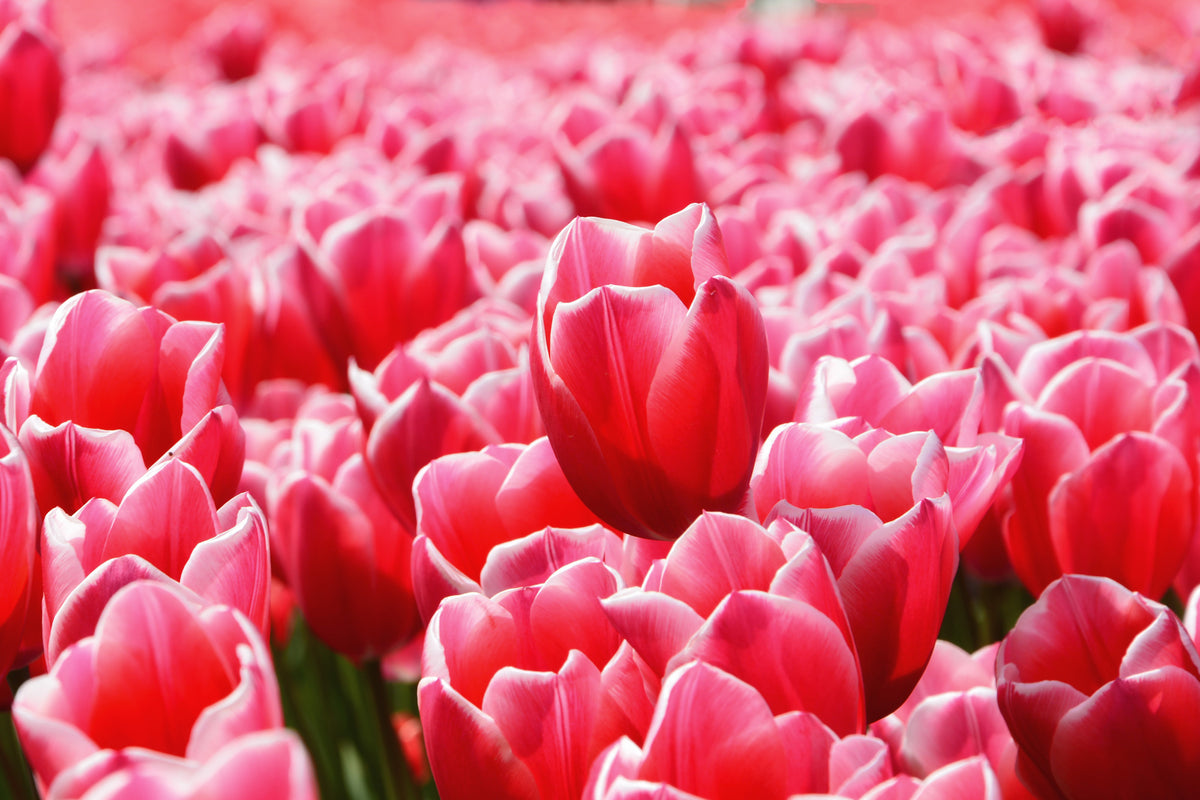 framedcanvas-print-happy-tulip-field