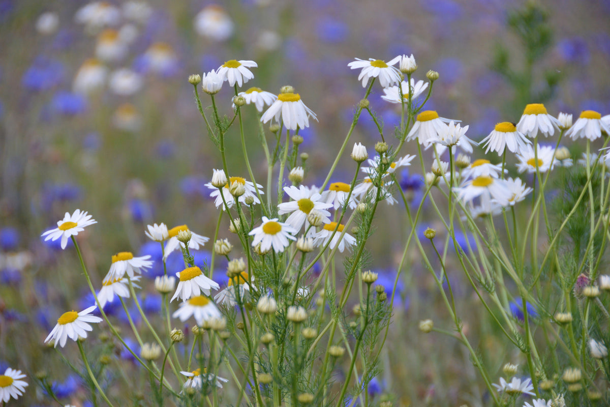 3-piece-acrylic-print-wild-flower-meadow