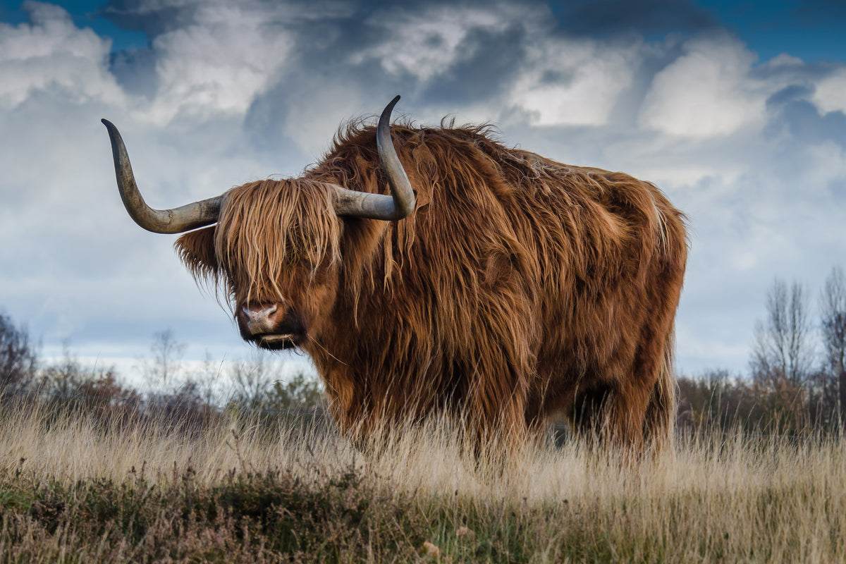 canvas-print-attention-bull