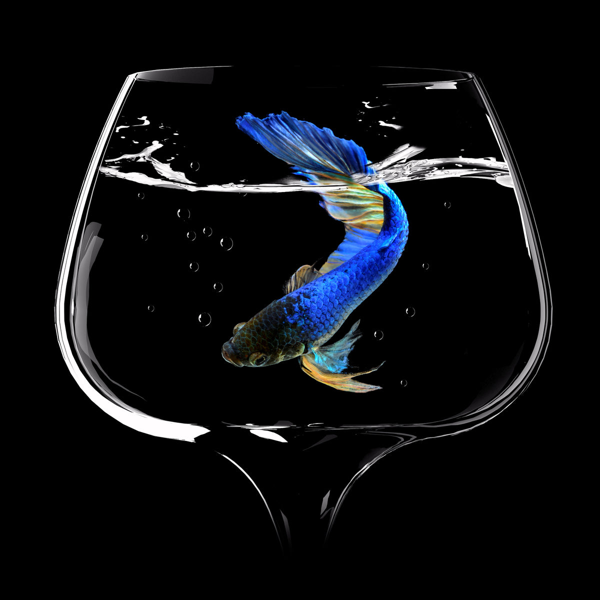4-piece-acrylic-print-betta-fish-dance
