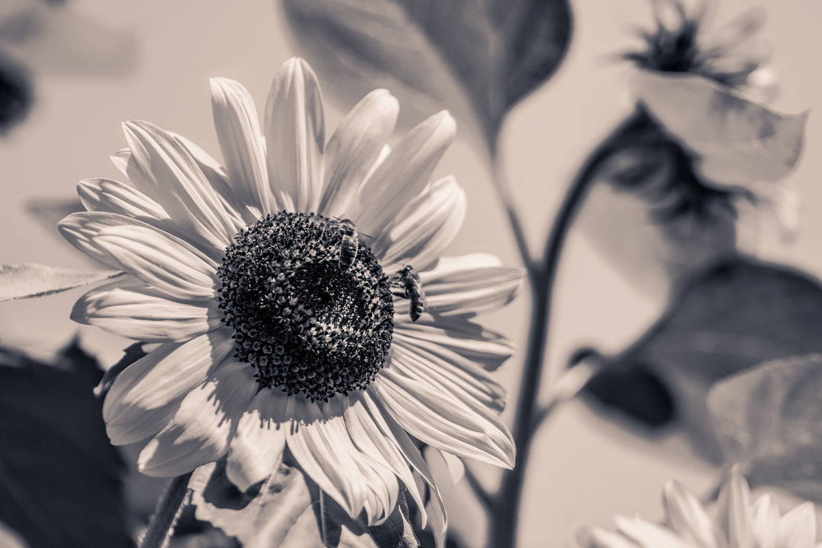canvas-print-bees-on-the-sunflower-sw