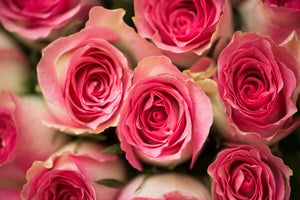 3-piece-aluminium-print-rose-love