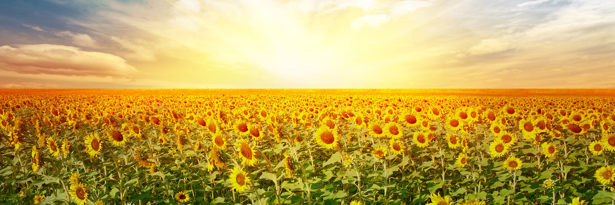 panoramic-acrylic-print-a-field-full-of-sunflowers-panorama