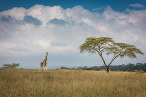 poster-print-east-africa