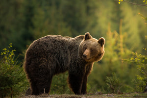 acrylic-print-backlit-bear-x