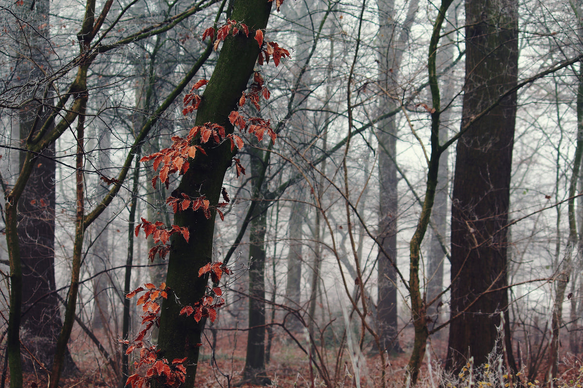 poster-print-autumn-winter