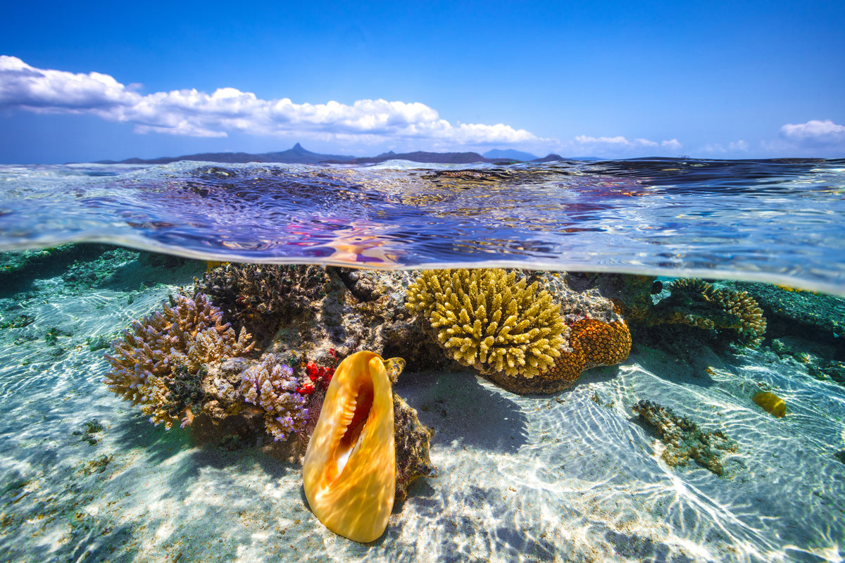 framedcanvas-print-lagoon-life