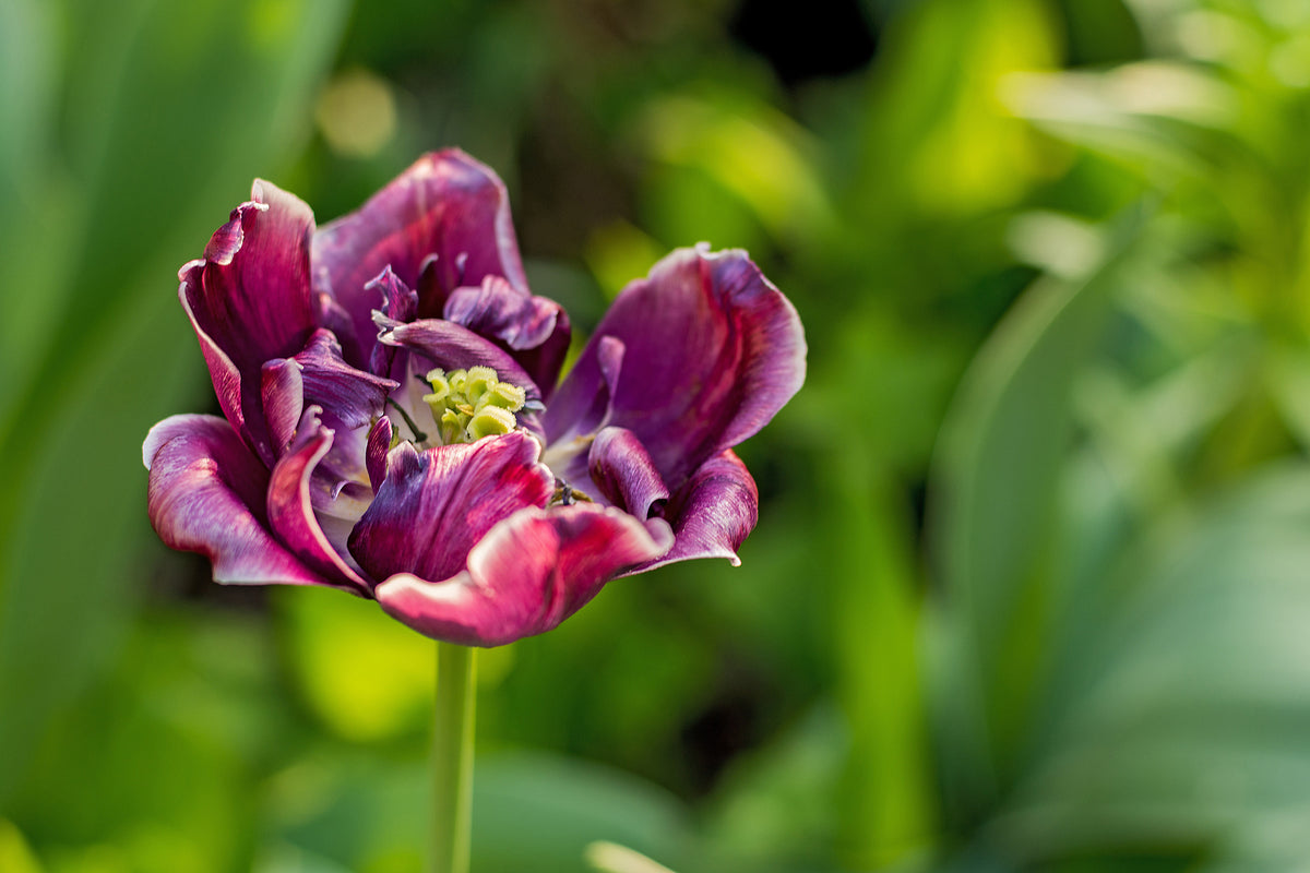 framedposter-print-dark-tulip-in-nature