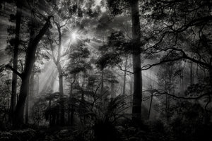 poster-print-primary-forest
