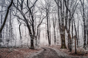 modern-3-piece-aluminium-print-wintry-forest