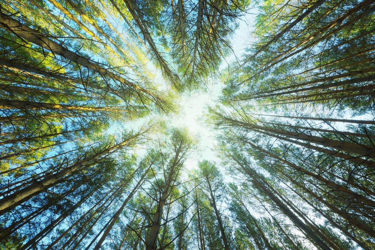 3-piece-canvas-print-pine-forest
