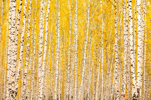 framedposter-print-the-birch-forest-in-autumn