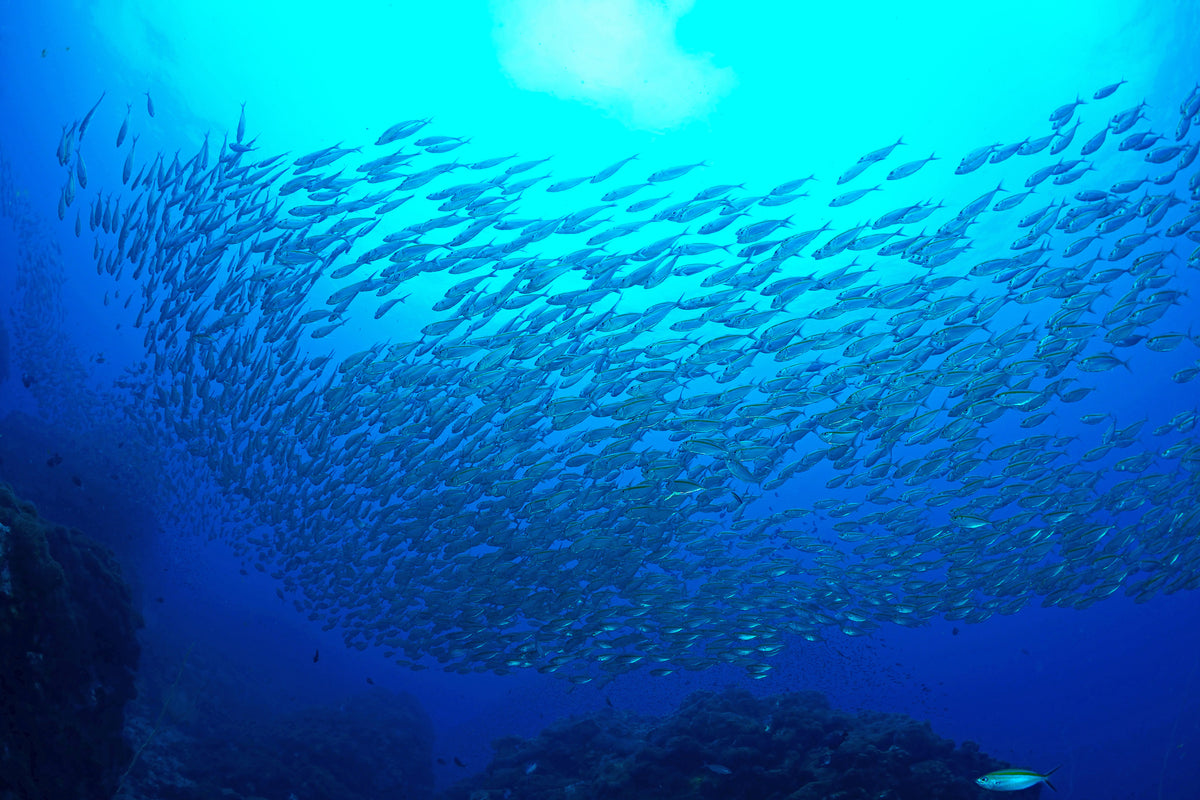 3-piece-canvas-print-fish-world