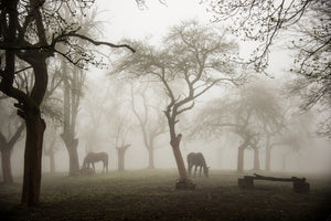 framedcanvas-print-horses-in-a-foggy-orchard-x