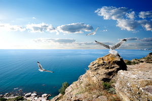 framedposter-print-the-seagulls-and-the-sea